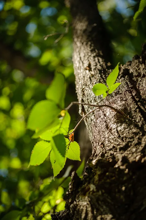 garden photography tips 31 750px jpg