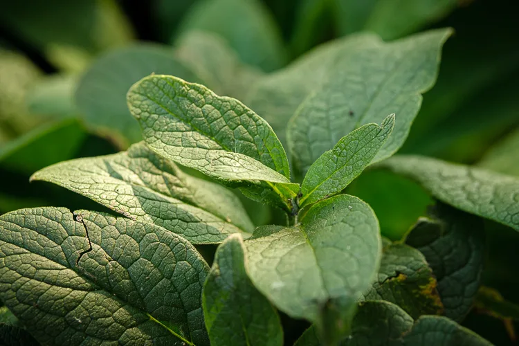 garden photography tips 34 750px jpg