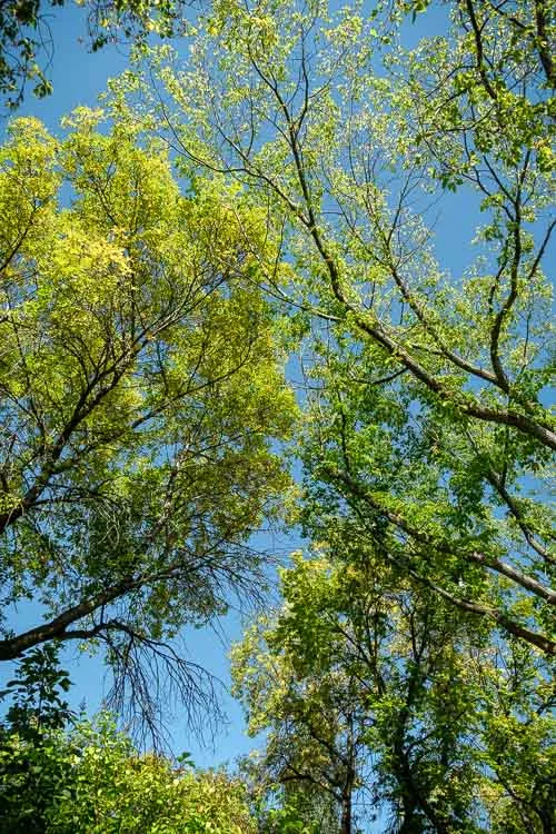 garden photography tips 37 750px jpg