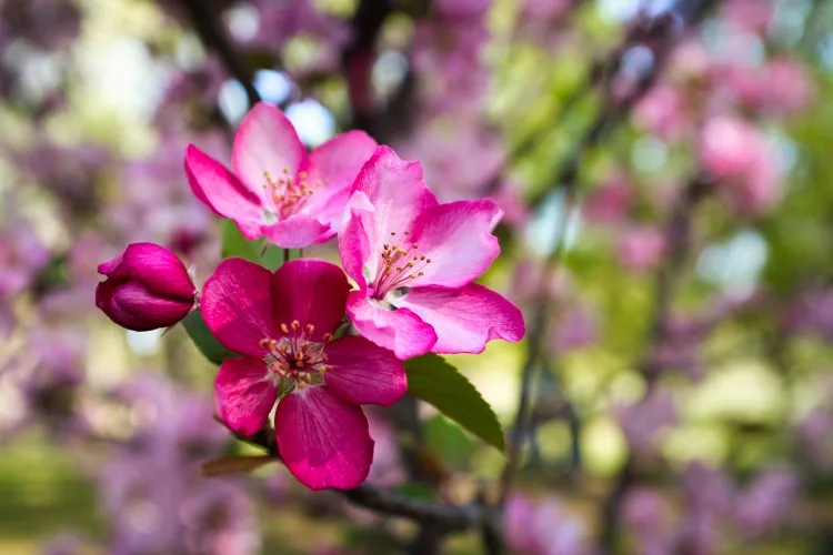 Luminar Neo contrast 02b jpeg