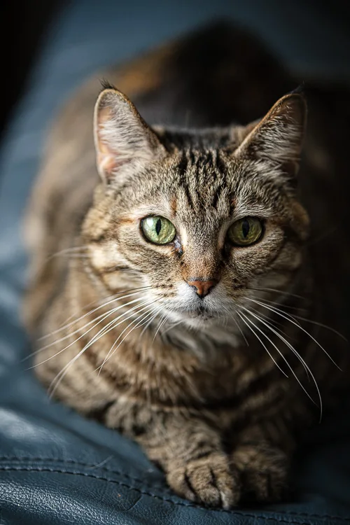 Sigma 56mm lens review 23 750px jpg