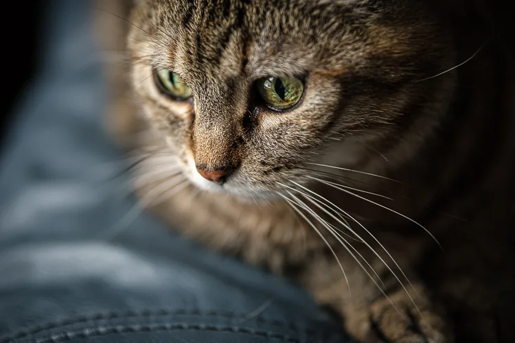 Sigma 56mm lens review 25 750px jpg