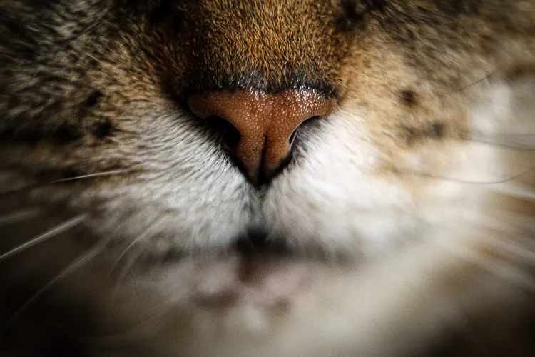 Sigma 56mm lens review 26 750px jpg