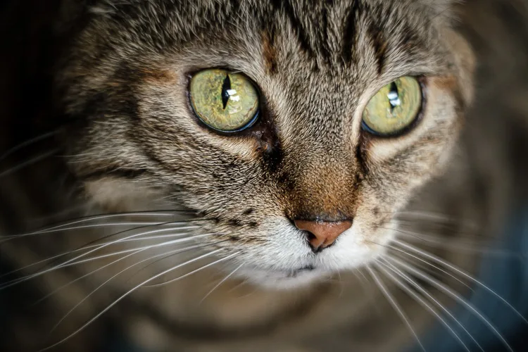 Sigma 56mm lens review 32 750px jpg